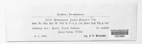 Uromyces junci image